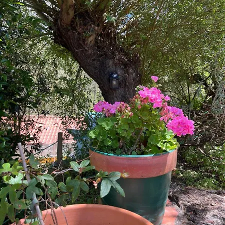 Quinta Laranja - - Aldeamento Turístico